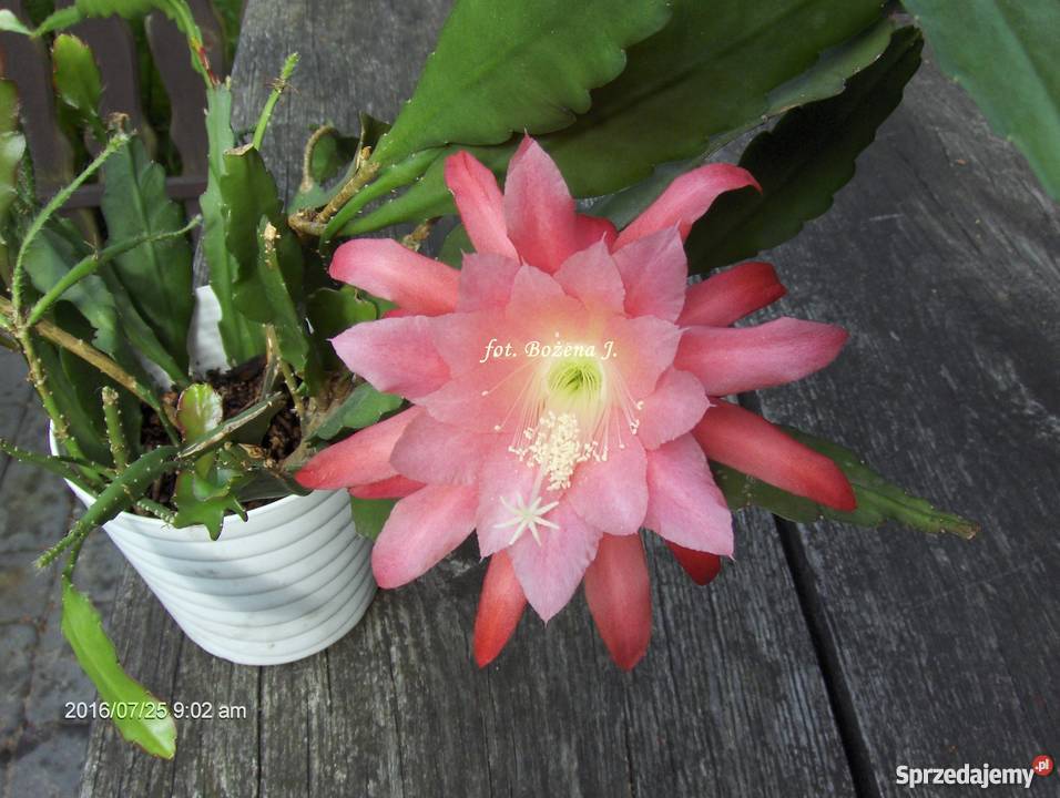 Epiphyllum BEZ nazwy RARYTAS EpifilumKaktus Warszawa