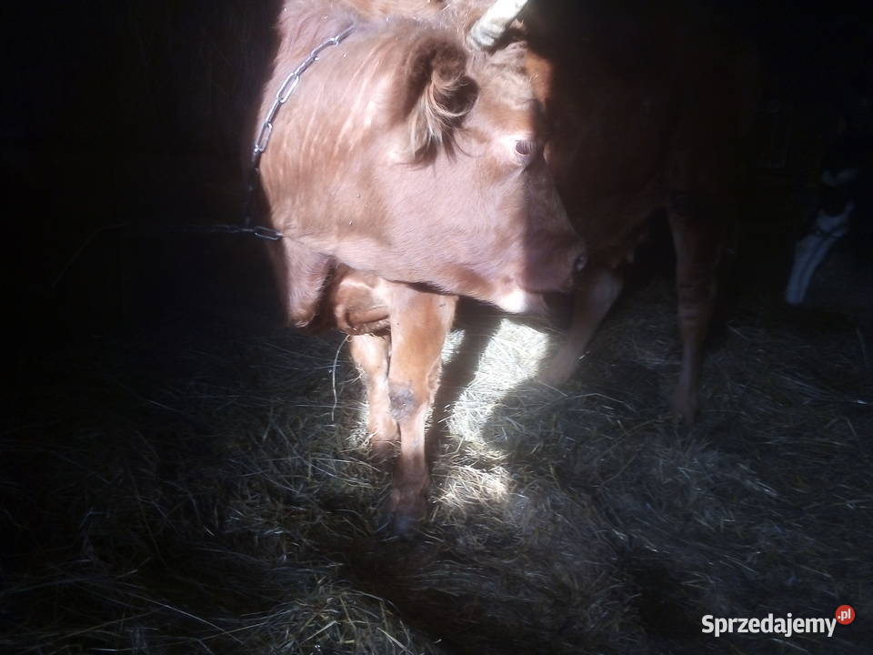 Krowa mięsna lm Bydło mięsne Sawin sprzedam