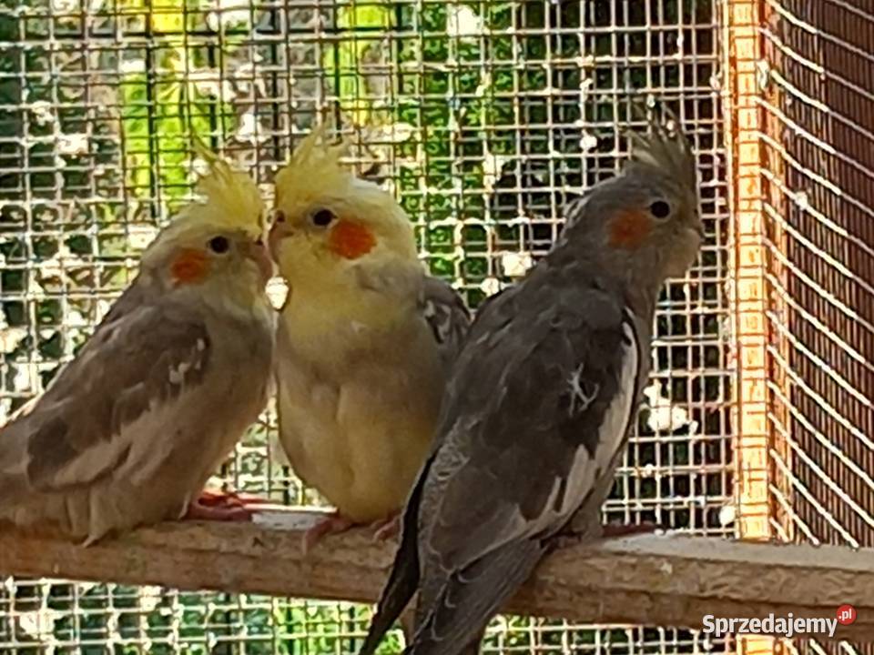 Papugi zmienią wolierę Pilawa