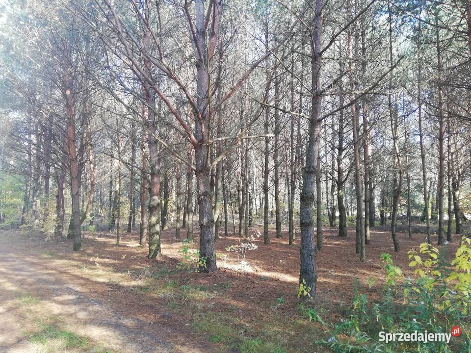 działka rekreacyjna Basinów k Wyszkowa prąd sprzedam
