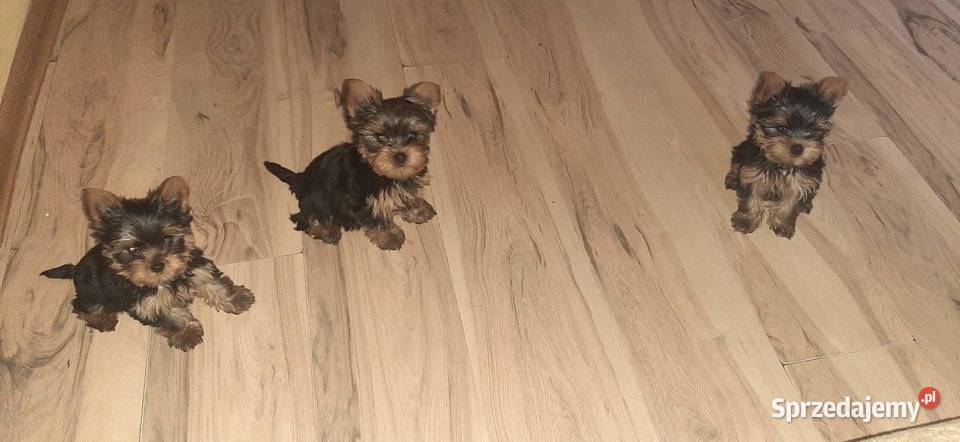 York terrier miniaturki szczeniaki mazowieckie Krzywica