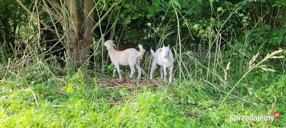 Kozioł cap Kamionka Wielka