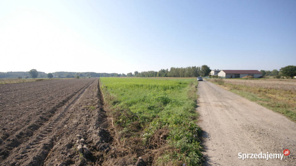 Działka rolno budowlana 96a Rudka Gołębska sprzedam