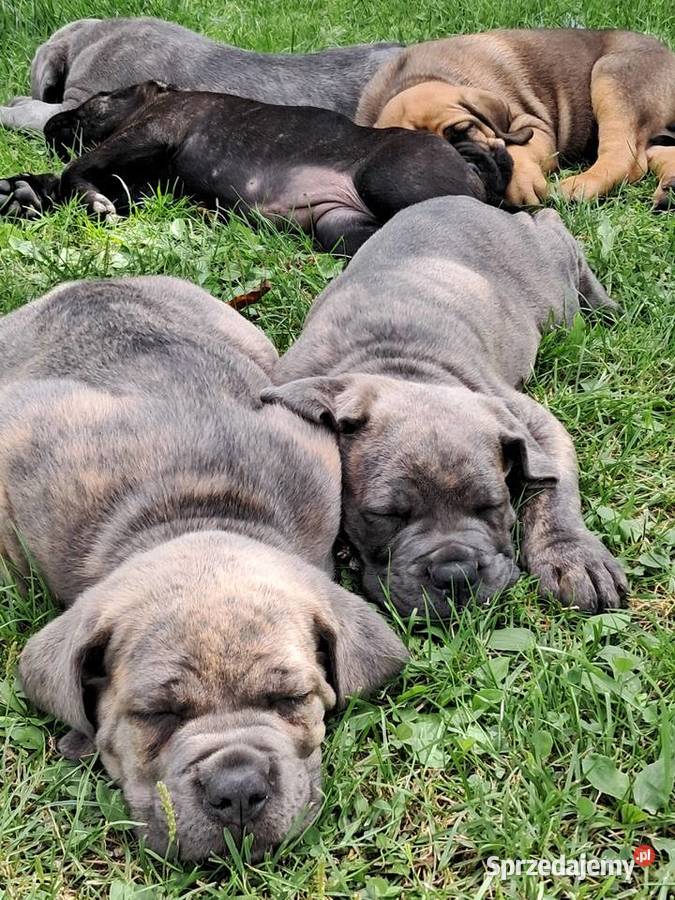 Urocze Cane Corso Ostrowiec Świętokrzyski