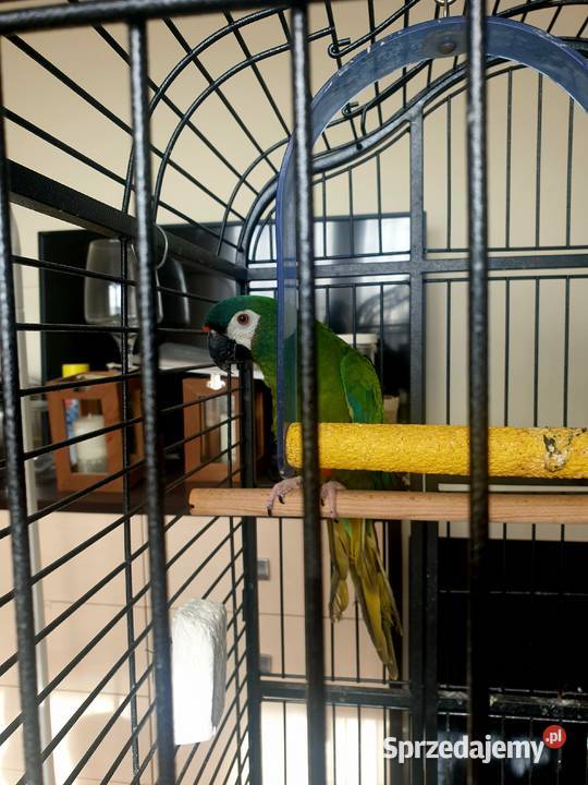 Papuga Ara Maracana Prusice