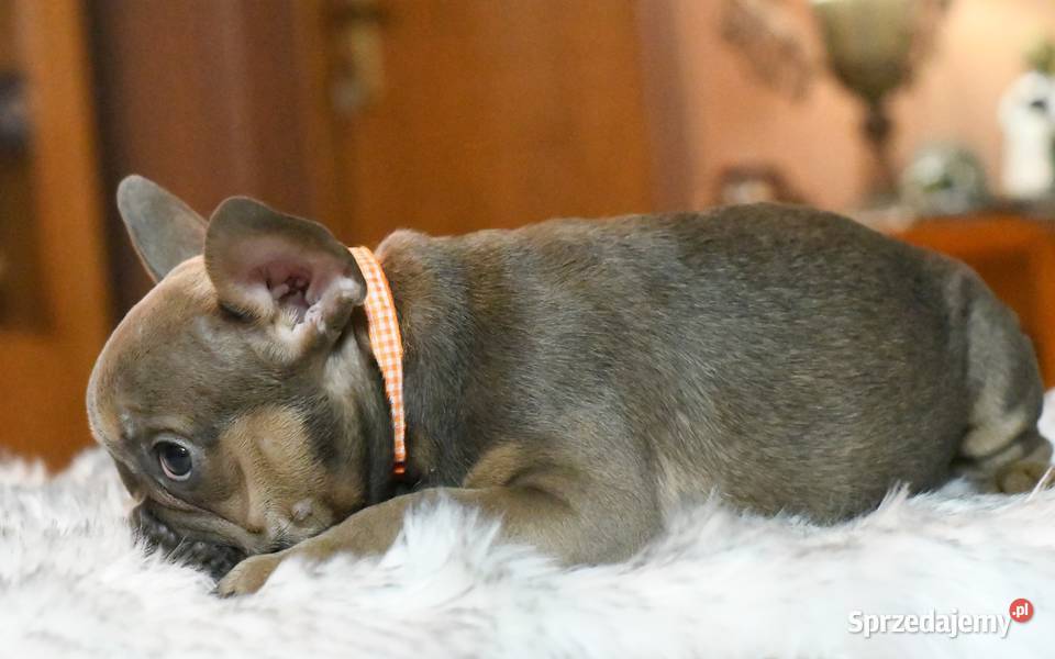 Buldog francuski sunia Gotowa do odbioru BEZA Łódź sprzedam
