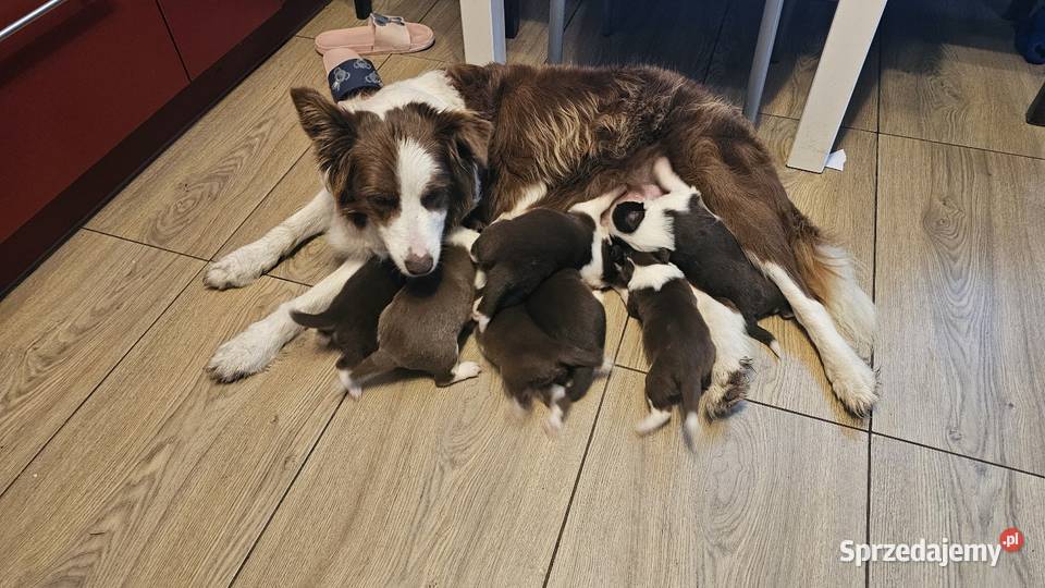 Border collie szczenięta z rodowodem gotowe do Radom