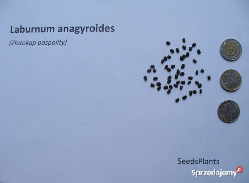 ZŁOTOKAP POSPOLITY Laburnum anagyroides NASIONA kujawsko-pomorskie