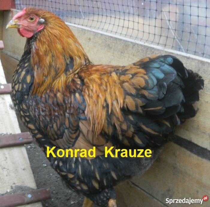 Kochin Olbrzymi różne kolory czysto rasowe młode Konin