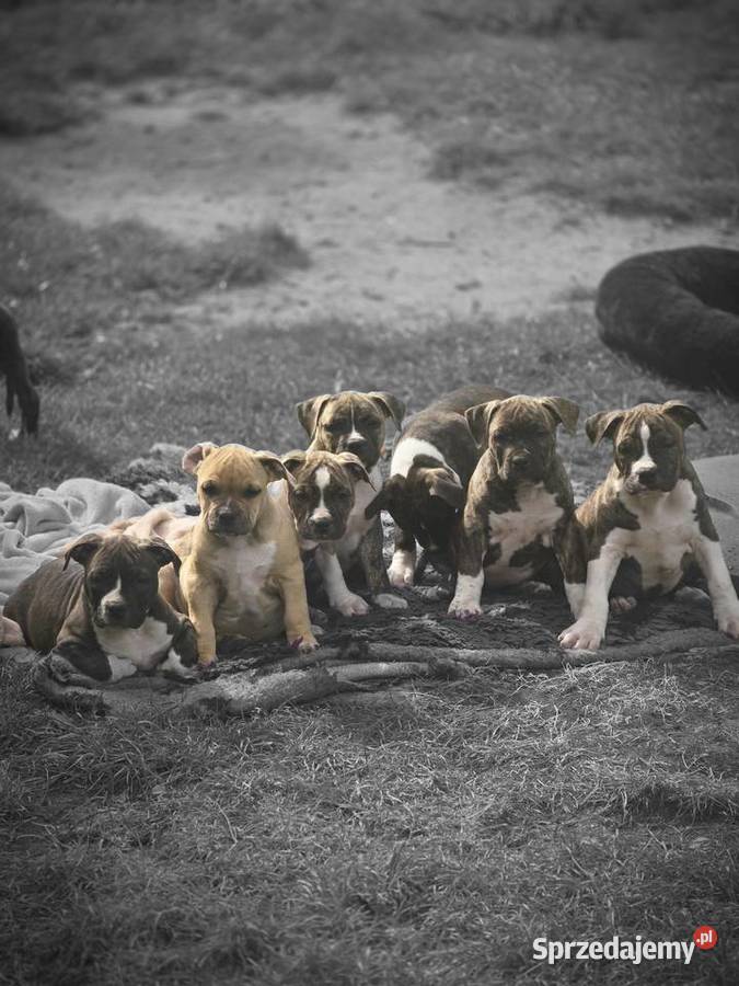 American staffordshire terrier Amstaff FCI Ostrołęka
