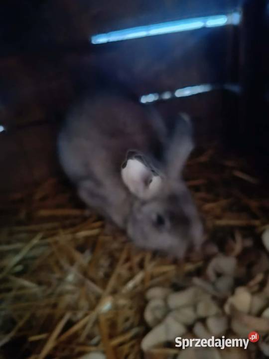 Króliki Króliki Szczecinek