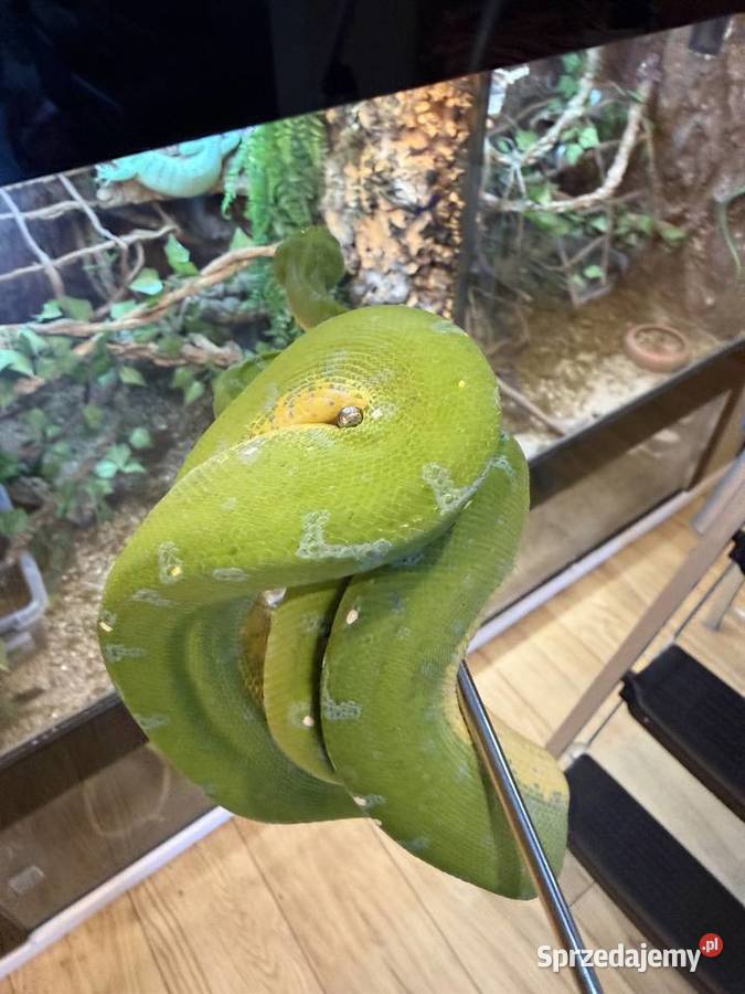 Morelia viridis pyton zielony Częstochowa