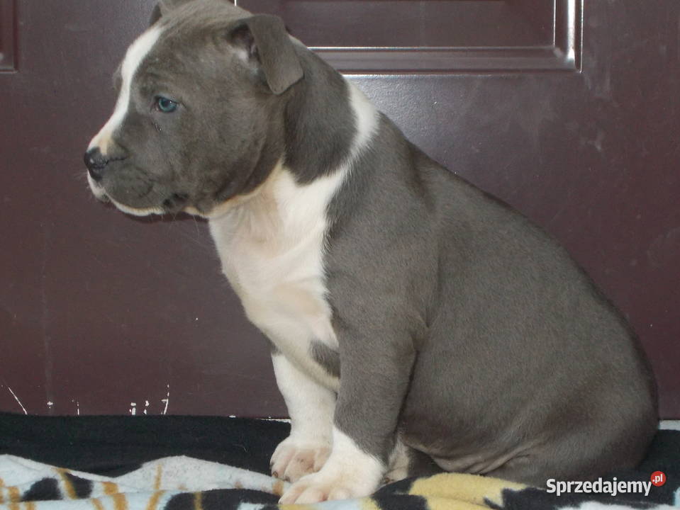 AmstaffBlue Suczki Amstaff Zwierzęta Płock
