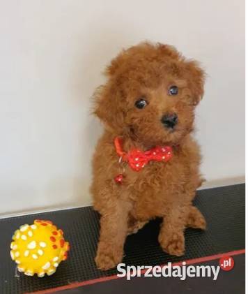 Pudel Pudelek Toy Toffik piesek red