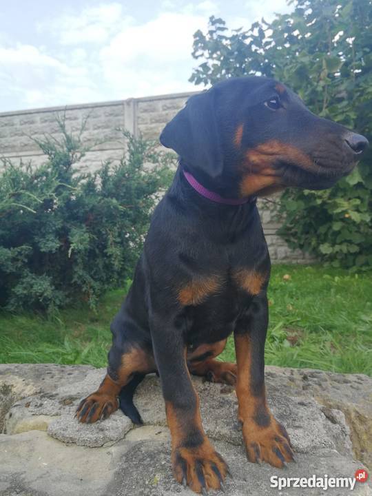 Niemiecki Terier Myśliwski Jagdterrier FCI dolnośląskie sprzedam