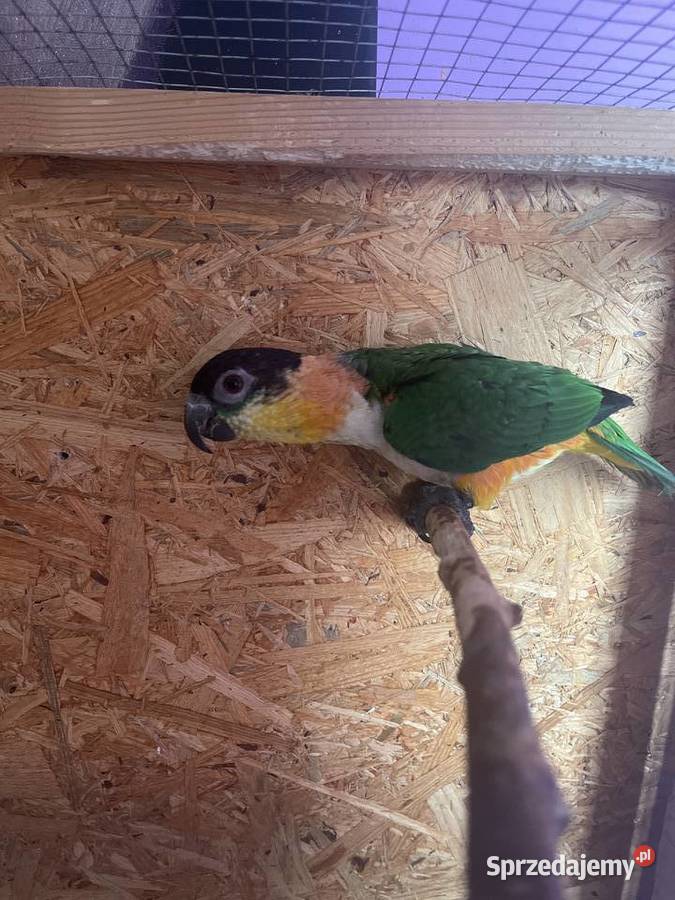 Barwinka czarnogłowa małopolskie Kęty