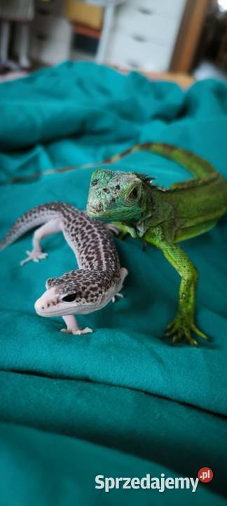 Eublefar lamparci Gdańsk