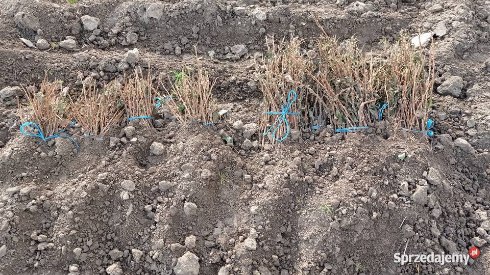 Sadzonki Pędy Sztobry porzeczki czarnej Fajsławice