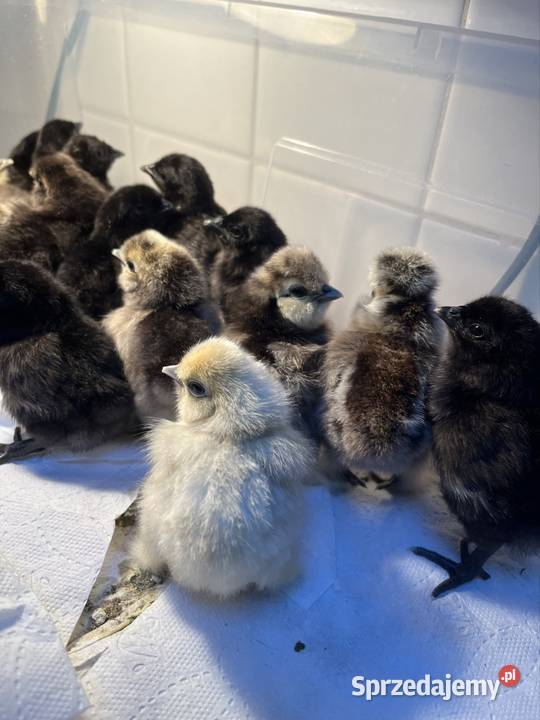 Sprzedam ayam cemani i siki USA Poznań