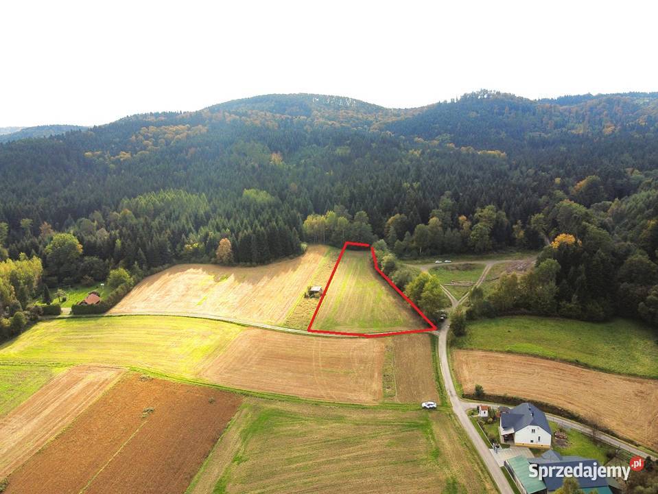 Działka lesie 59 ar Kozłówek