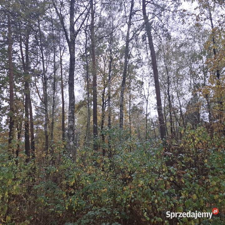 Syndyk sprzeda nieruchomość gruntową zabudowaną mazowieckie