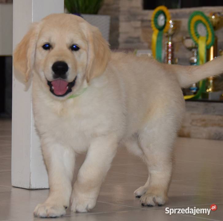 Szczenięta Golden Retriever ZKWP FCI Golden Retriever Golden Retriever Łochów