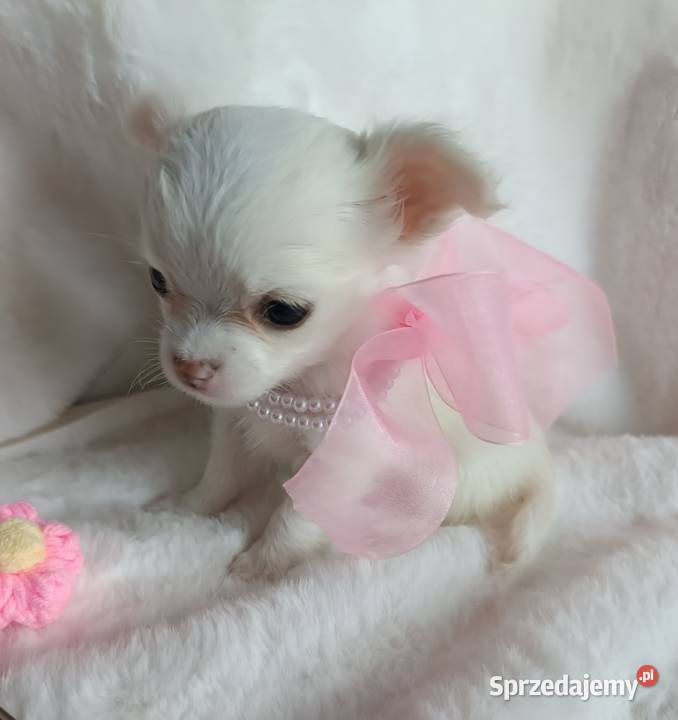 Chihuahua dziewczynka długowłosa suczka Inowrocław
