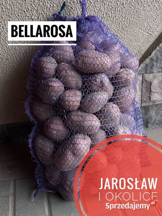 Sprzedam ziemniaki odmiana Bellarosa Baltic Rose Jarosław
