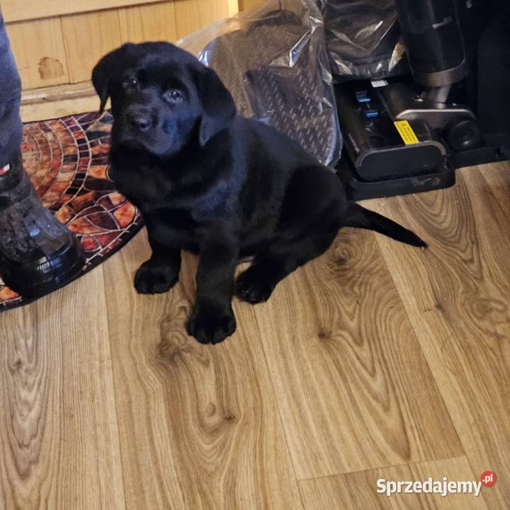 Labrador retriever Mądry Piękny mocnej budowy zachodniopomorskie