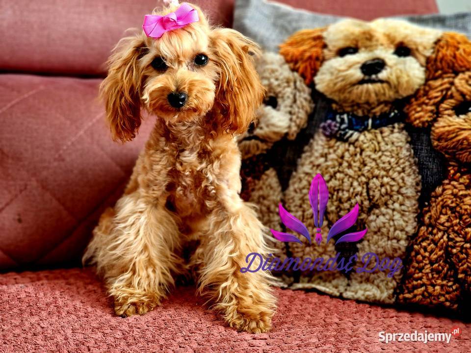 Layla odchowana pudel toy Paszport Pozostałe podkarpackie Jasło
