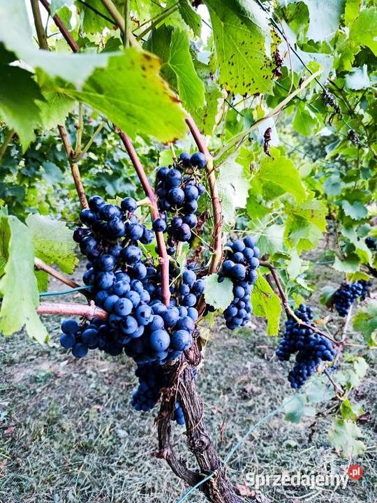 Sprzedam winogrona Solaris na wino soki Ostrowiec Świętokrzyski