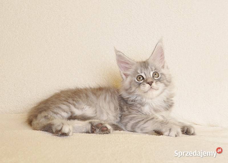 Przepiękny kocurek Maine Coon z rodowodem PZFWCF Białystok sprzedam