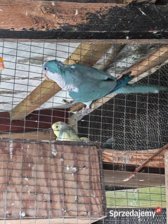 Sprzedam Papugi Mnichy Wielichowo