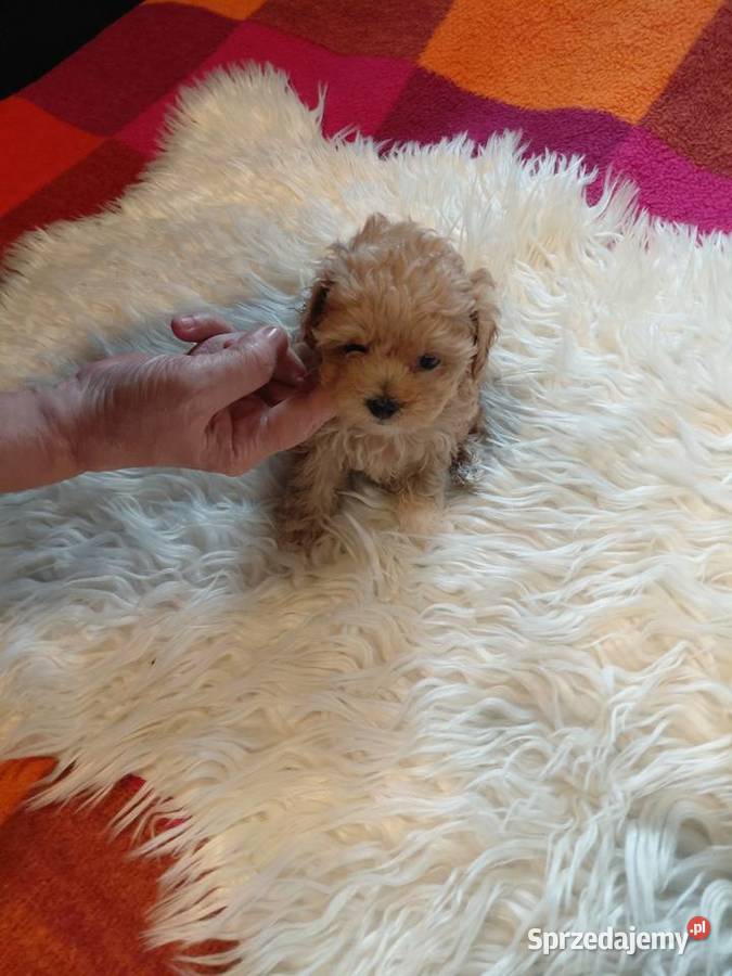 Pudel toy suczka morelowa