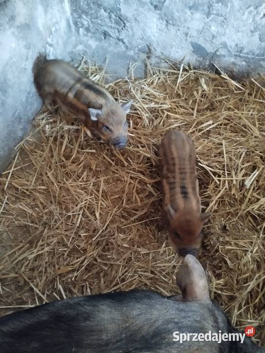 Świnki wietnamki Winowno sprzedam