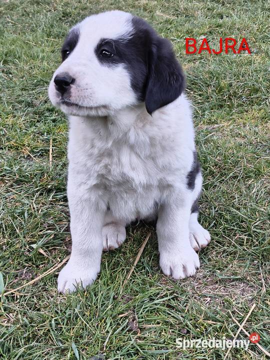 Owczarek środkowoazjatycki Ałabaj Azjata świętokrzyskie Końskie sprzedam