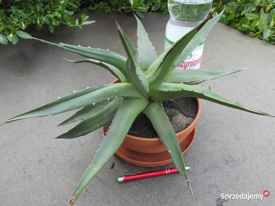 Odhodowana endemiczna agawa z Gwatemali agave Kraków sprzedam