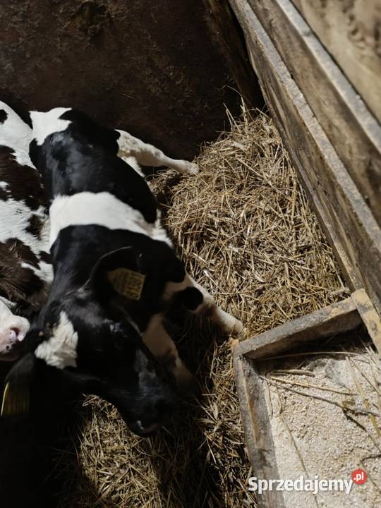 Sprzedam cielaki jałowka byk Żubrynek