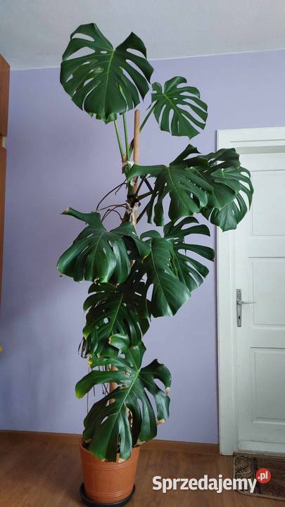 Monstera o wysokości 190 Pstrągowa sprzedam