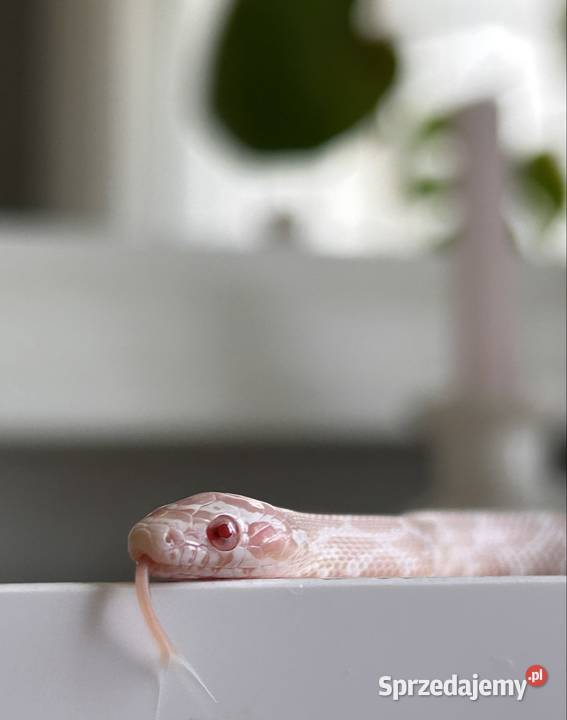 Wąż zbożowy snow śląskie Jaworzno