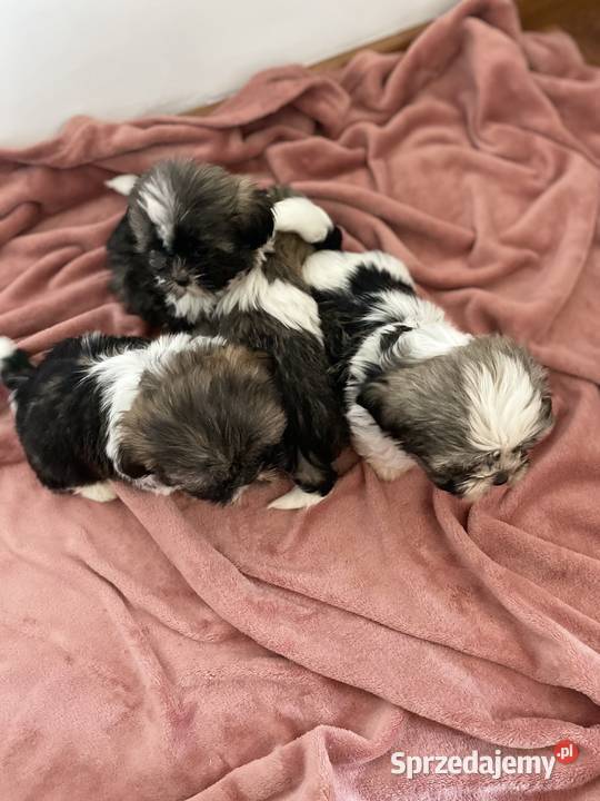 Śliczne szczeniaki Shih Tzu Shih Tzu Granowo
