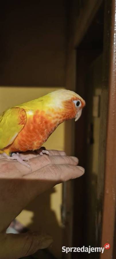 Papugi rudosterki ręcznie karmione śląskie Tychy