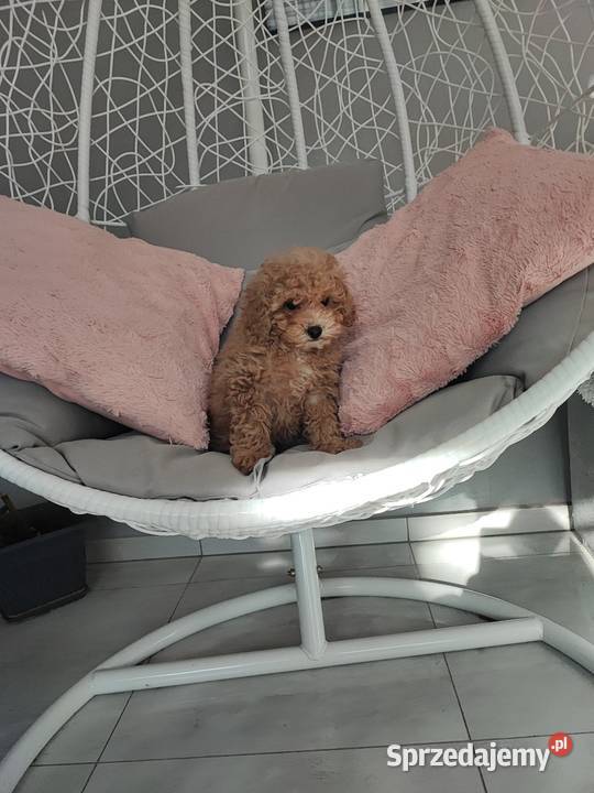 Pudelki malutkie toy Bolesławiec sprzedam