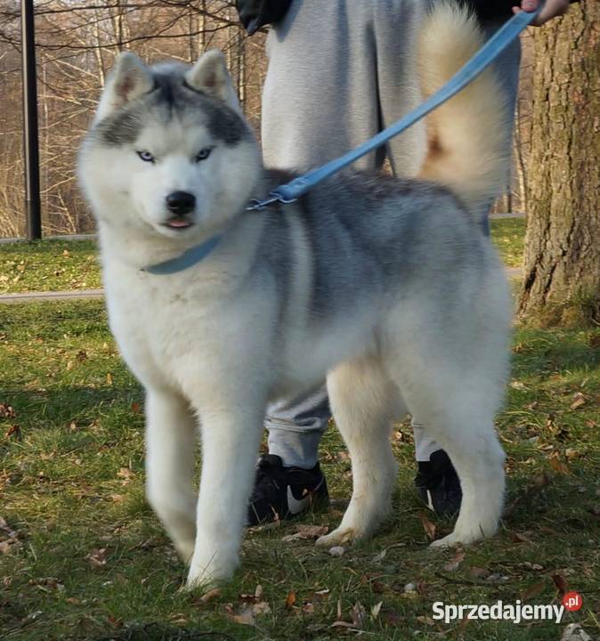 sky szczenięta agouti unikatowe ZKwP Kraków