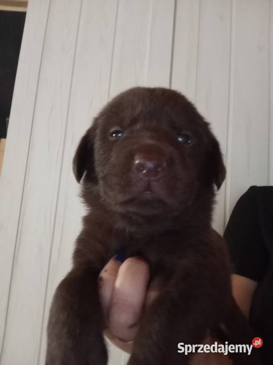 Labrador retriever czekoladowe szczenię Psy Kielce