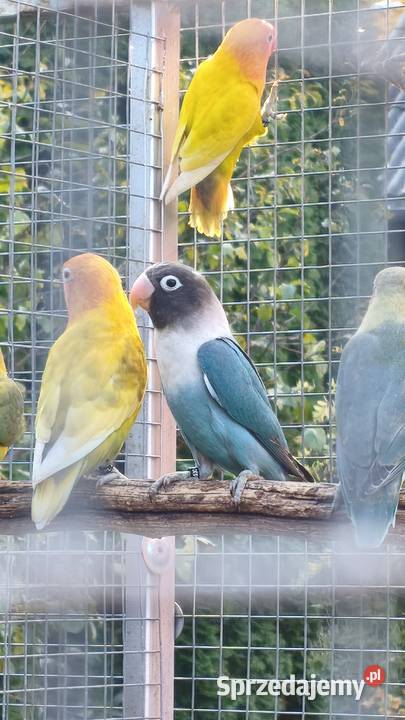 Nierozłączki Ptaki