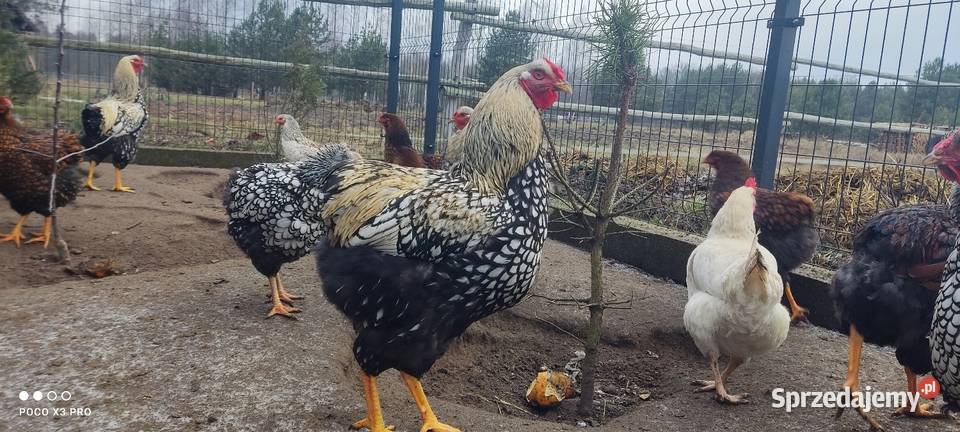 Koguty Wyandotte Łochów