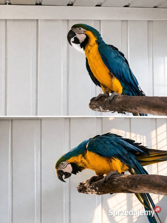 Samiec ara ararauna  do hodowli