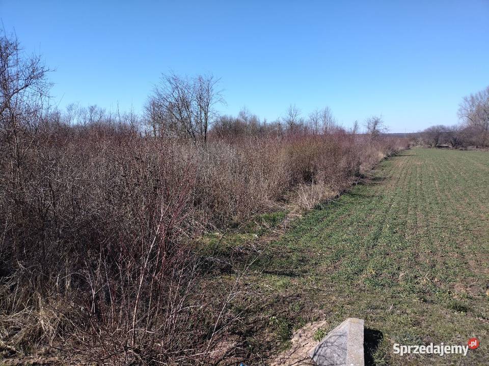 Dzialka rolna 65m Wieniec