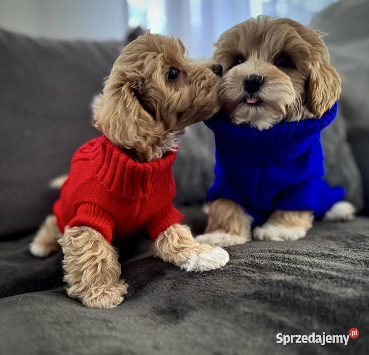 Maltipoo ciemny chłopiec gotowe do odbioru małopolskie Wadowice sprzedam